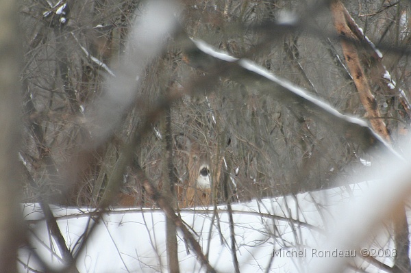 img_9379C.jpg - Ah,Ah... on me m'observe | Oh... I'm being watched