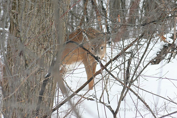 img_9390C.jpg - Il approche leeeeentement | He's sloooowly coming towards me
