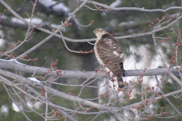 img_9456C.jpg - Épervier de Cooper | Cooper's Hawk