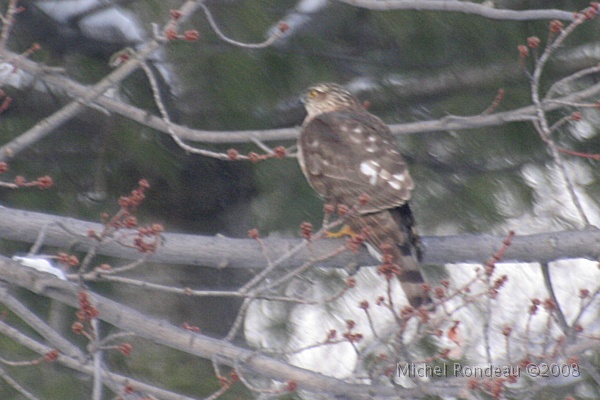 img_9459C.jpg - Le grand Cooper est venu foutre le bordel dans mon écologie 
Cooper wrecked havoc in my yard today