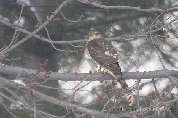 img_9463C.jpg - Il regarde partout | He checks every corner