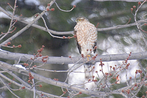 img_9496C.jpg