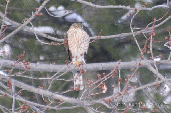 img_9509C.jpg