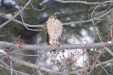 img_9513C