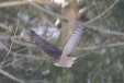 img_9516C
