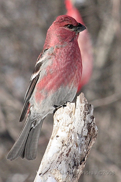 img_9672V.jpg