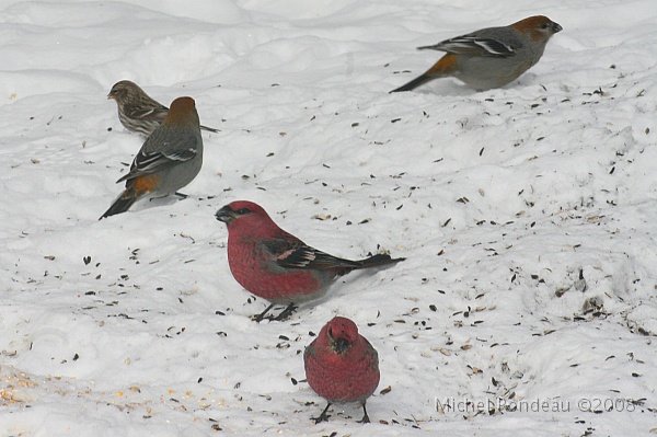 img_9740C.jpg