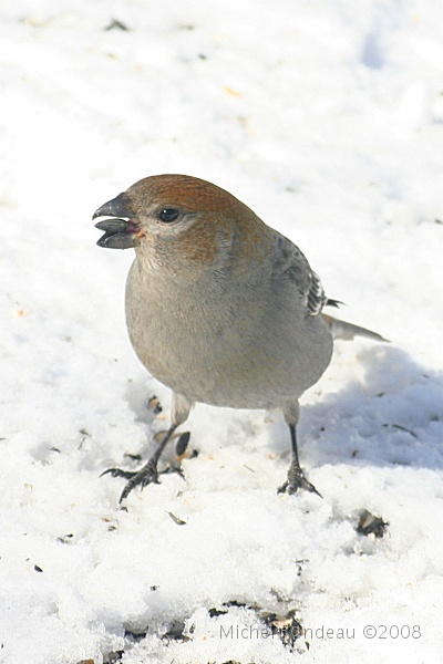 img_9864V.jpg