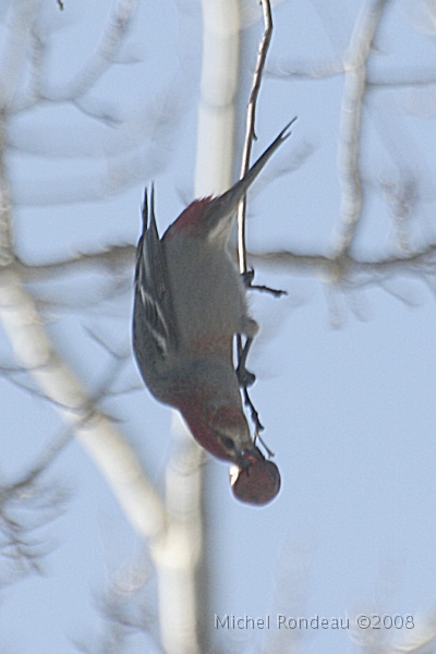 img_9888V.jpg