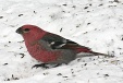 img_9733C