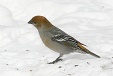 img_9734C