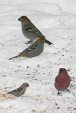 img_9738V