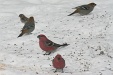 img_9740C