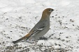 img_9742C