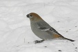 img_9746C