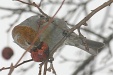 img_9774C