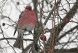 img_9779C