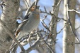 img_9816C