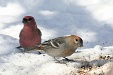 img_9841C