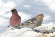 img_9842C