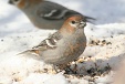 img_9844C