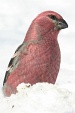 img_9861V