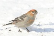 img_9866C