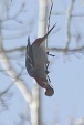 img_9888V
