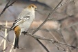 img_9909C