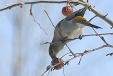 img_9921C