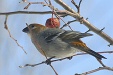 img_9923C