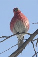 img_9933V