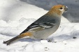 img_9964C