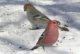 img_9967C