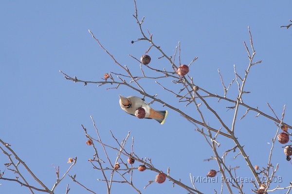 img_0098S.jpg - J'avais jamais vu de Jaseurs boréaux... My first Bohemian Waxwing