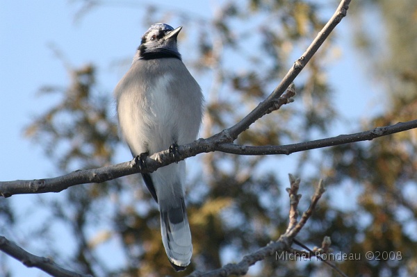 img_9341C.jpg - Geai bleu | Blue Jay