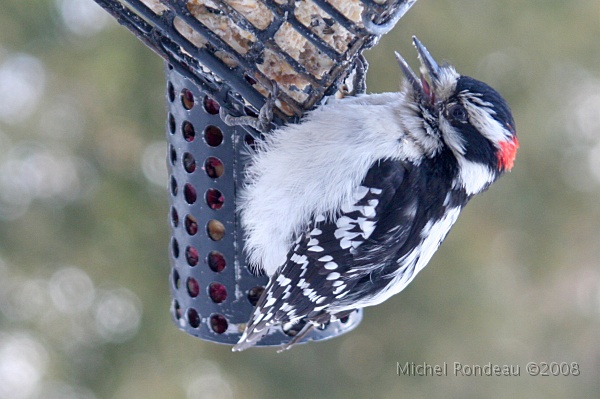 img_9419C.jpg - Pic mineur | Downy Woodpecker
