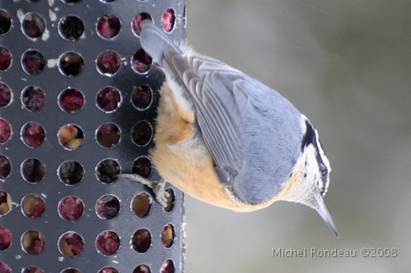 img_9430C.jpg - Sitelle à poitrine rousse | Red-breasted Nuthatch