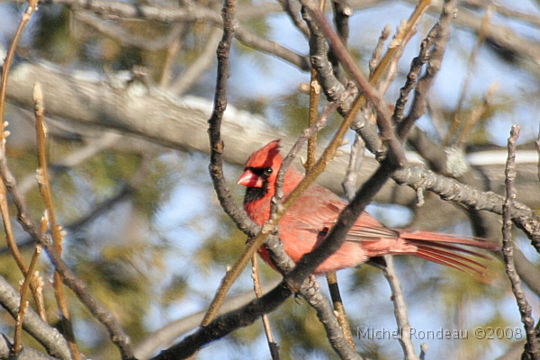 img_9529C.jpg - Cardinal rouge | Northern Cardinal