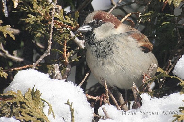 img_9538C.jpg - Moineau domestique | House Sparrow