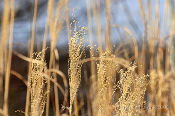 img_9545C.jpg - Herbes d'hiver | Winter Weeds
