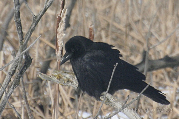img_9559C.jpg - Corneille d'Amérique | American Crow