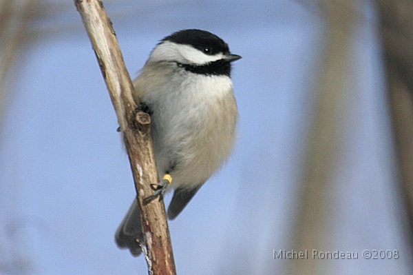 img_9582C.jpg - Mésange à tête noire | Black-capped Chickadee