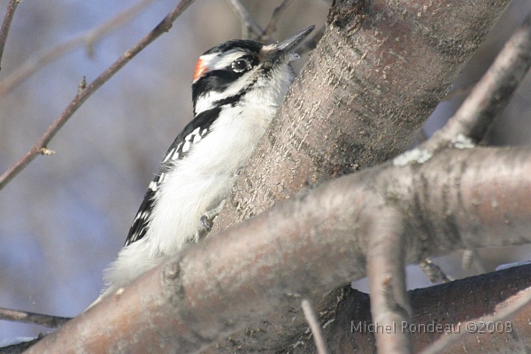 img_9583C.jpg - Pic chevelu | Hairy Woodpecker