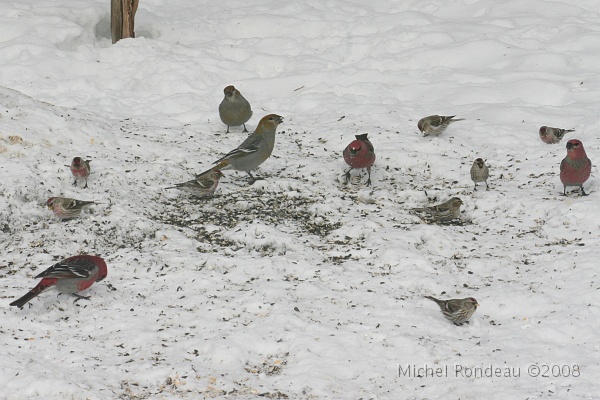 img_9741C.jpg - Durbecs des sapins et sizerins flammé Pine Grosbeaks and Common Redpolls