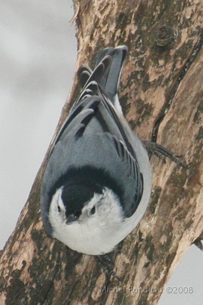 img_9763V.jpg - Sitelle à poitrine blanche | White-breasted Nuthatch