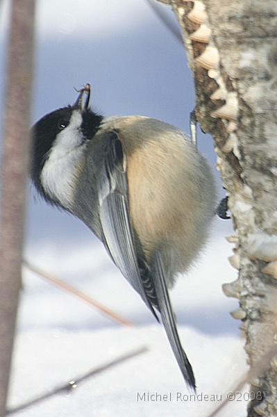 img_9811V.jpg - Mésange à tête noire | Black-capped Chickadee
