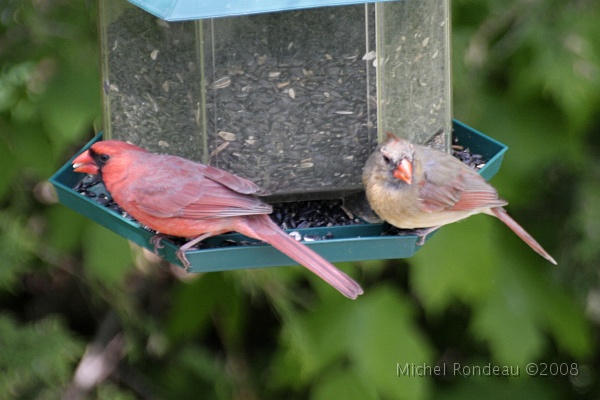 img_5815C.jpg - Aujourd'hui dans la mangeoire de mon voisin d'en bas Today in my downstair neighbor's feeder