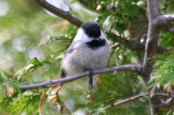 img_4695C.jpg - J'ai aperçu cette petite mésange qui me semblait blessée à une patte I noticed this little Chickadee that seemed wounded