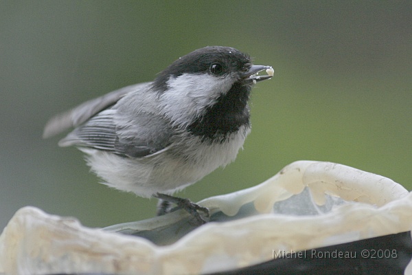 img_5574C.jpg - I crushed some peanuts in fine pieces to help her eat
